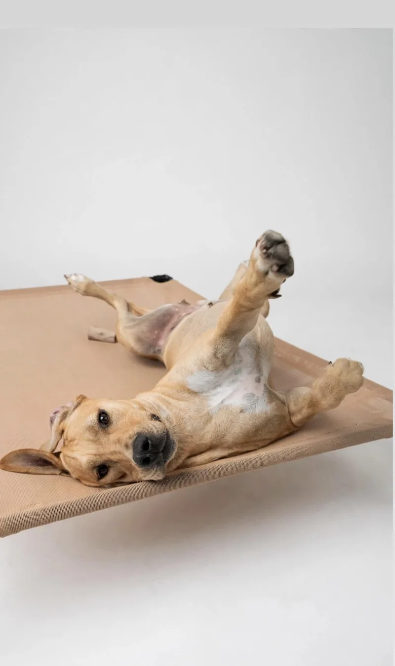 An adult large-sized female Rhodesian Ridgeback dog named Stella for adoption in Houston, TX