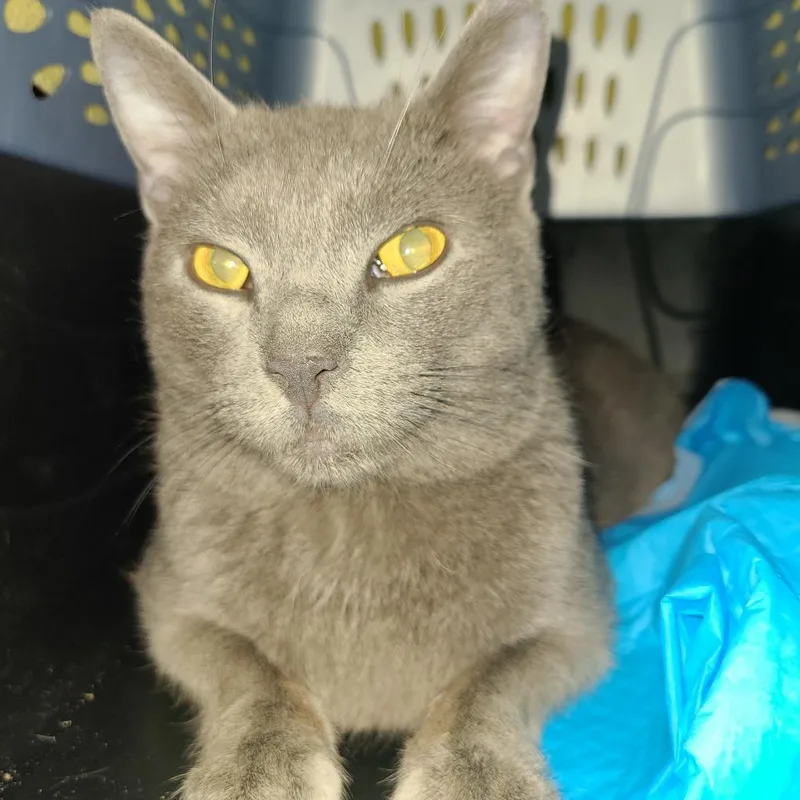 Bram Stoker thumbnail 2