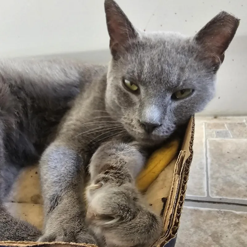 Bram Stoker thumbnail 3