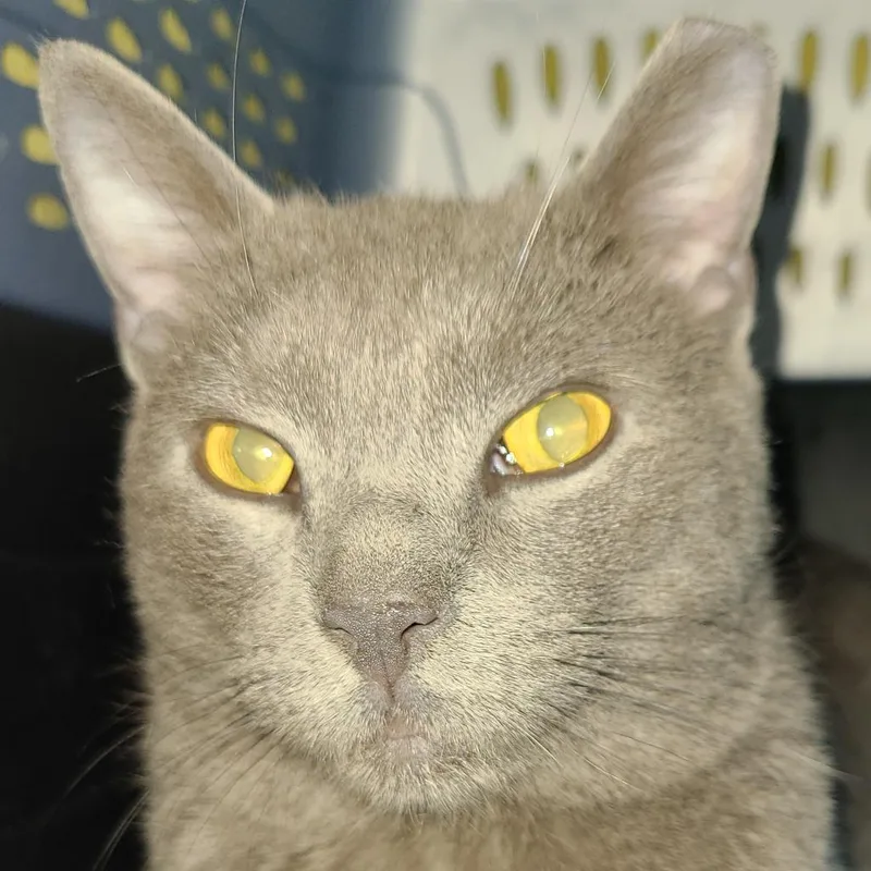 Bram Stoker thumbnail 4