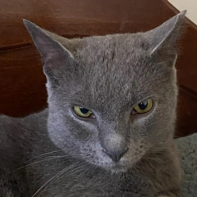 Bram Stoker thumbnail 5