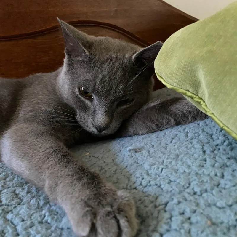 Bram Stoker thumbnail 6