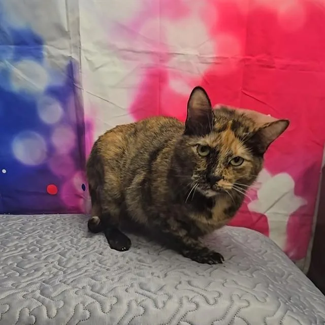An adult medium-sized female Domestic Short Hair cat named Maple for adoption in Wylie, TX