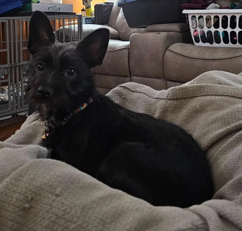 A baby small-sized female Mixed Breed dog named Crimson for adoption in Fond Du Lac, WI
