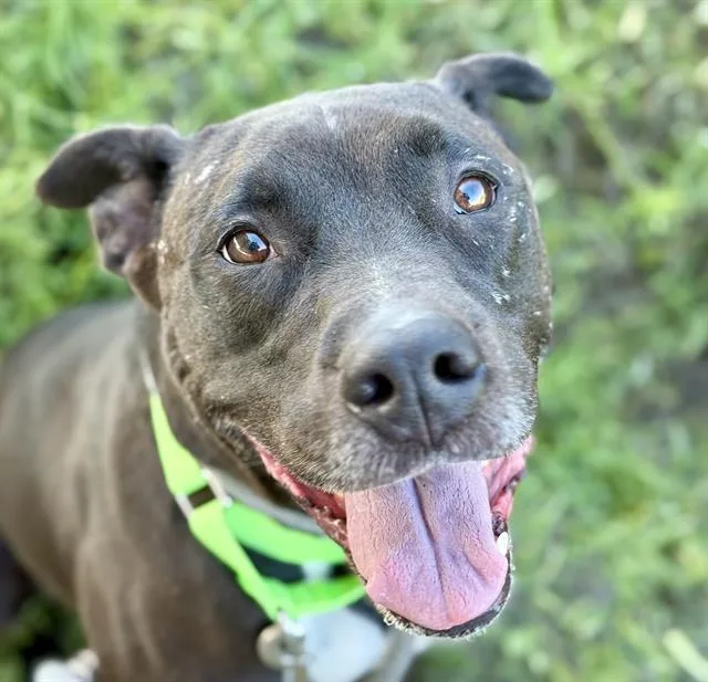 A young medium-sized male Pit Bull Terrier dog named Chico for adoption in Tucson, AZ