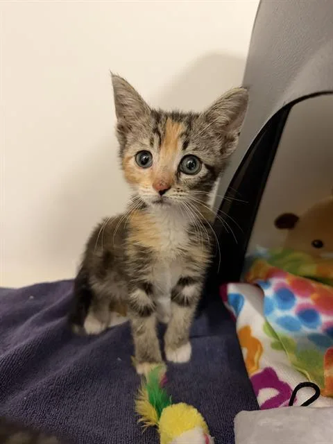A baby small-sized female Domestic Medium Hair cat named Junie for adoption in Ontario, CA