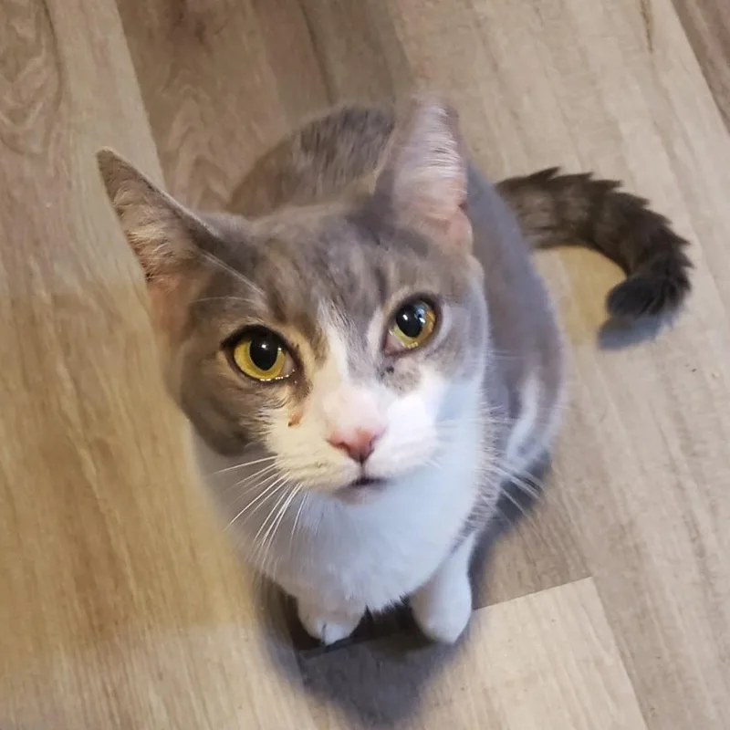 An adult medium-sized female Gray & White Domestic Short Hair cat named Gemma for adoption in Lemoyne, PA