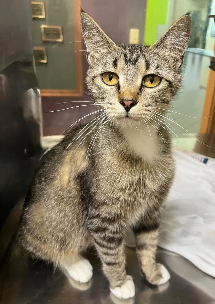 A young medium-sized female Domestic Short Hair cat named Sally for adoption in Little Rock, AR