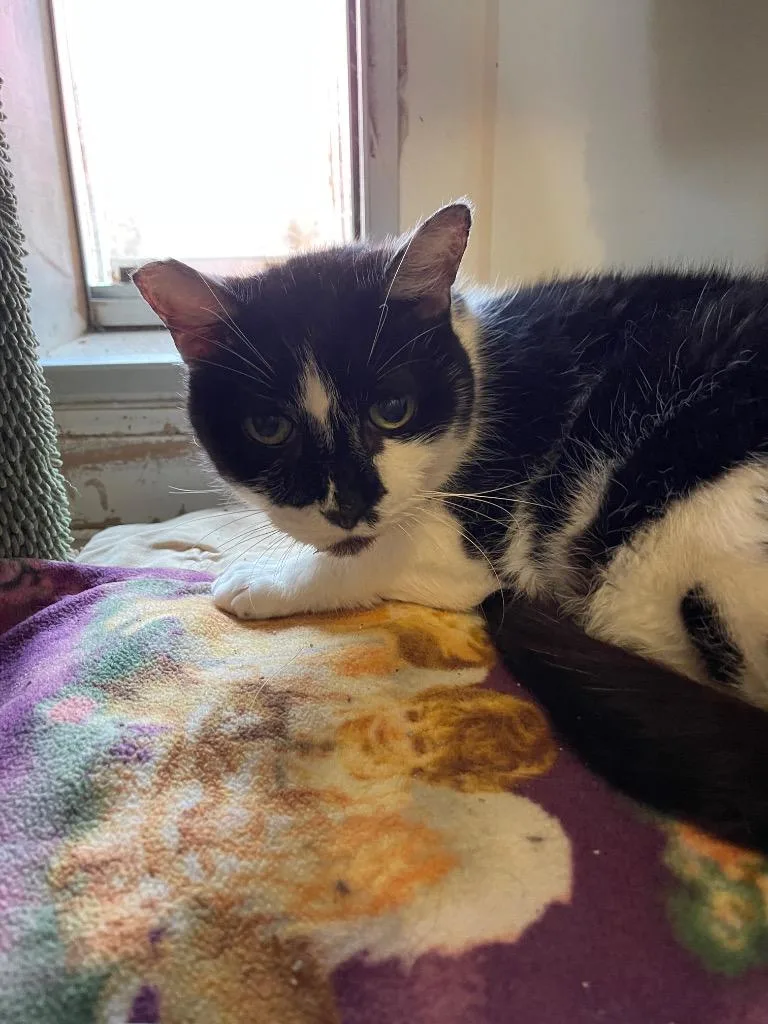 A senior medium-sized male Domestic Short Hair cat named Bandit for adoption in Bourbonnais, IL