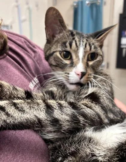 A senior medium-sized male Domestic Short Hair cat named Oakley for adoption in Fishers, IN