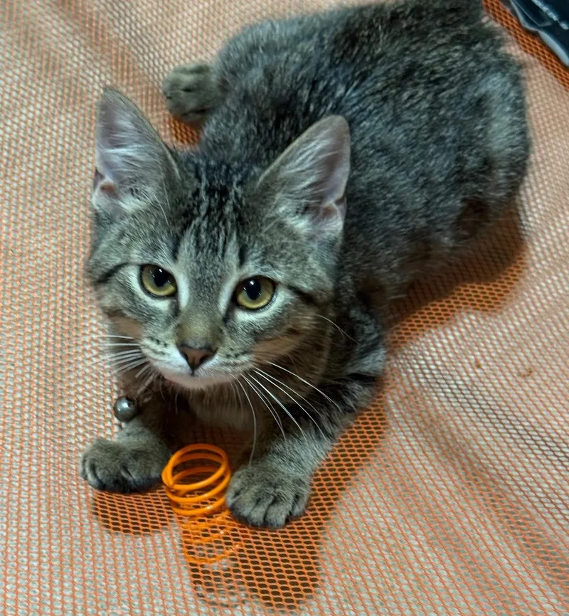 A baby medium-sized female Tabby (Brown / Chocolate) Domestic Short Hair cat named Brooke for adoption in Mokena, IL