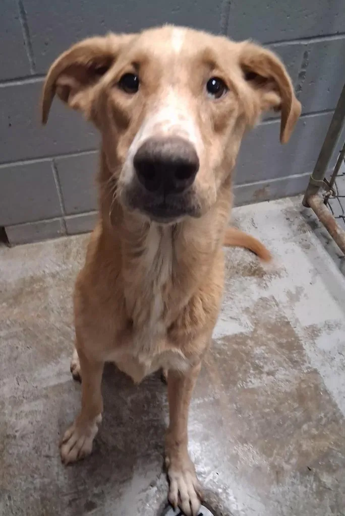 An adult medium-sized female Labrador Retriever dog named Alice for adoption in North Vernon, IN