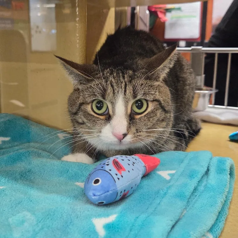 An adult medium-sized male Gray / Blue / Silver Domestic Short Hair cat named Marvin for adoption in Hamburg, NY