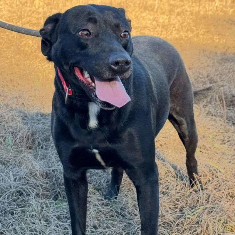 An adult large-sized female Black Black Labrador Retriever dog named Ivy for adoption in Enterprise, AL
