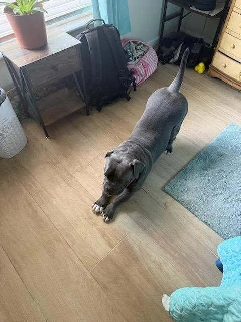 An adult medium-sized female Gray / Blue / Silver American Bulldog dog named Kailia for adoption in Lakeland, FL