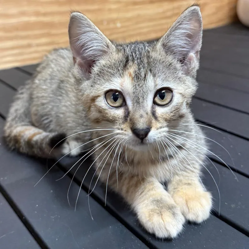 Stella