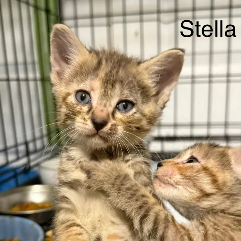 Stella thumbnail 2