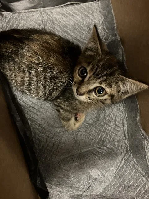 A baby small-sized female Domestic Short Hair cat named Nintendo for adoption in Long Beach, CA