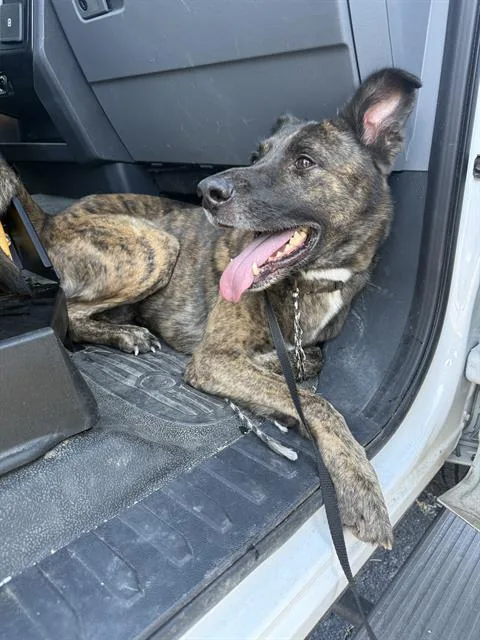 A young large-sized male German Shepherd Dog dog named Buck for adoption in San Antonio, TX