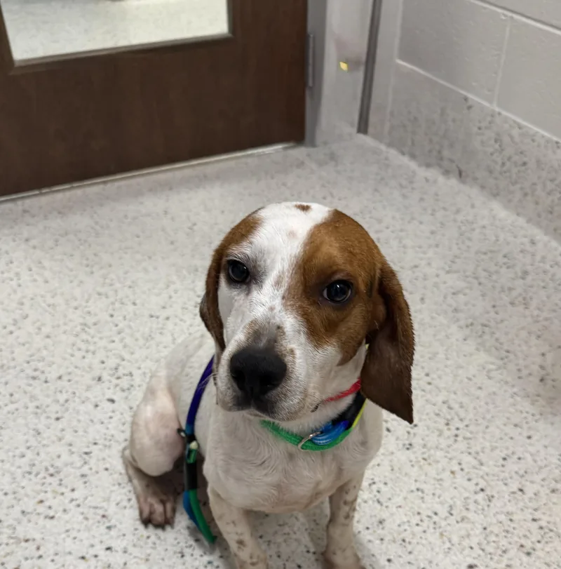 An adult medium-sized male Tricolor (Brown, Black, & White) Beagle dog named Polo for adoption in Providence Forge, VA