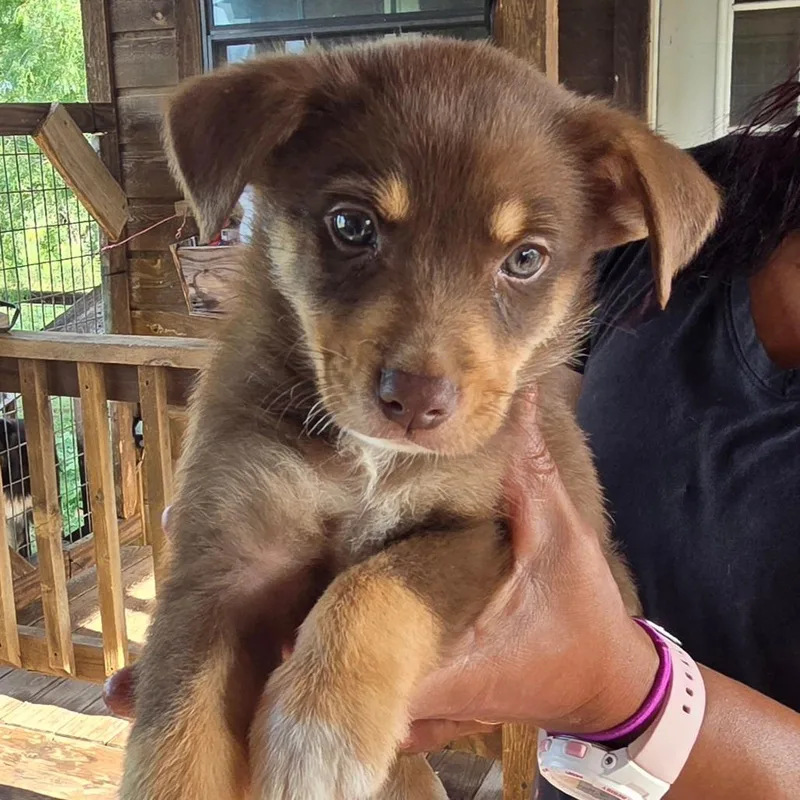 A baby small-sized male Brown / Chocolate Chihuahua dog named Isaac for adoption in Floresville, TX
