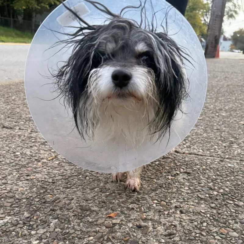 A senior small-sized male Gray / Blue / Silver Mixed Breed dog named Eros for adoption in Pittsburgh, PA