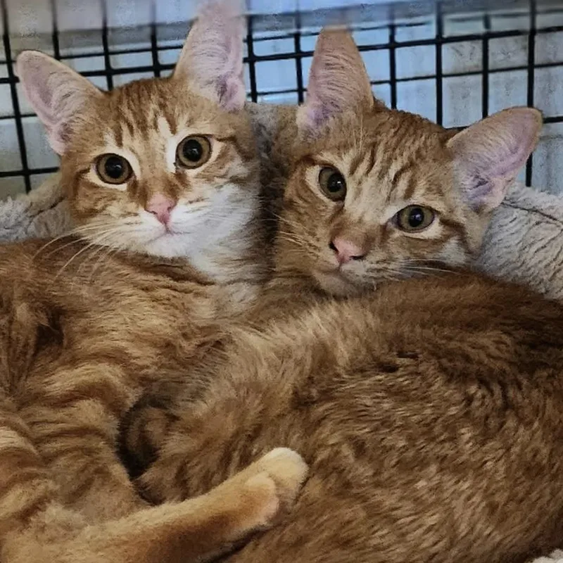 A young small-sized male Domestic Short Hair cat named Chinotto for adoption in Santa Fe, NM