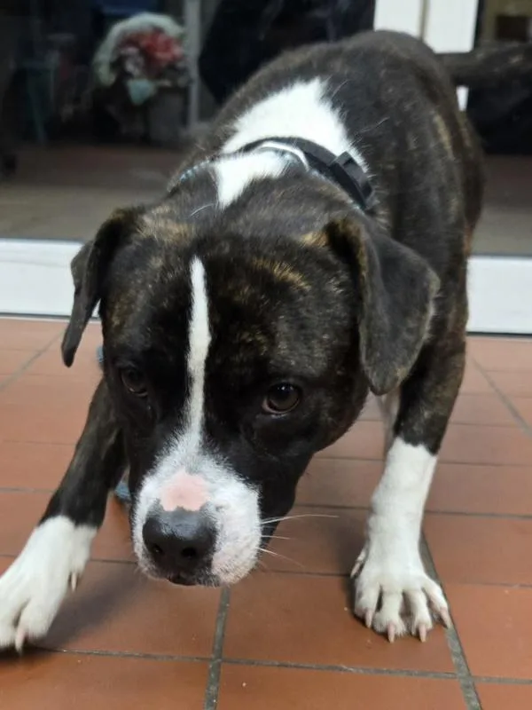 A young small-sized male Pit Bull Terrier dog named Gobbles for adoption in Salisbury, MD