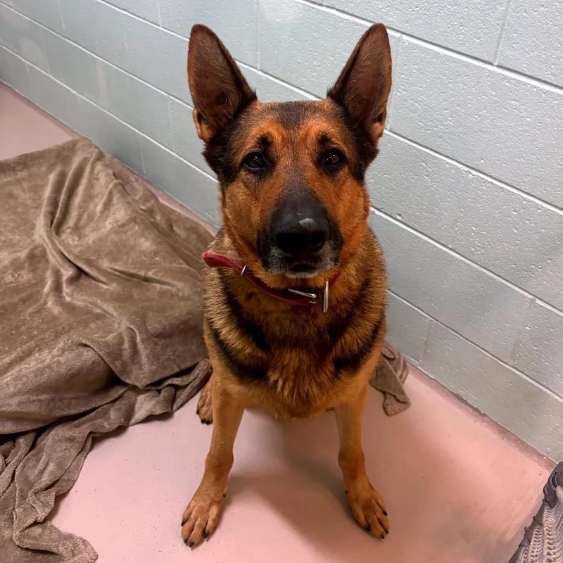 An adult large-sized male Black German Shepherd Dog dog named Brutus for adoption in Newark, NJ