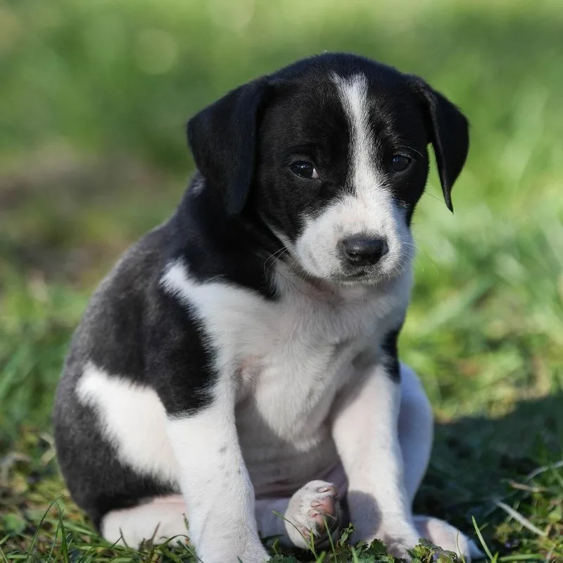 Xena