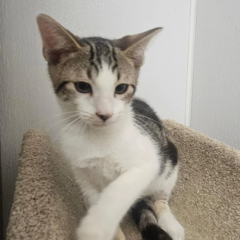 A baby small-sized male Brown / Chocolate Domestic Short Hair cat named Mocha for adoption in Grantsville, UT