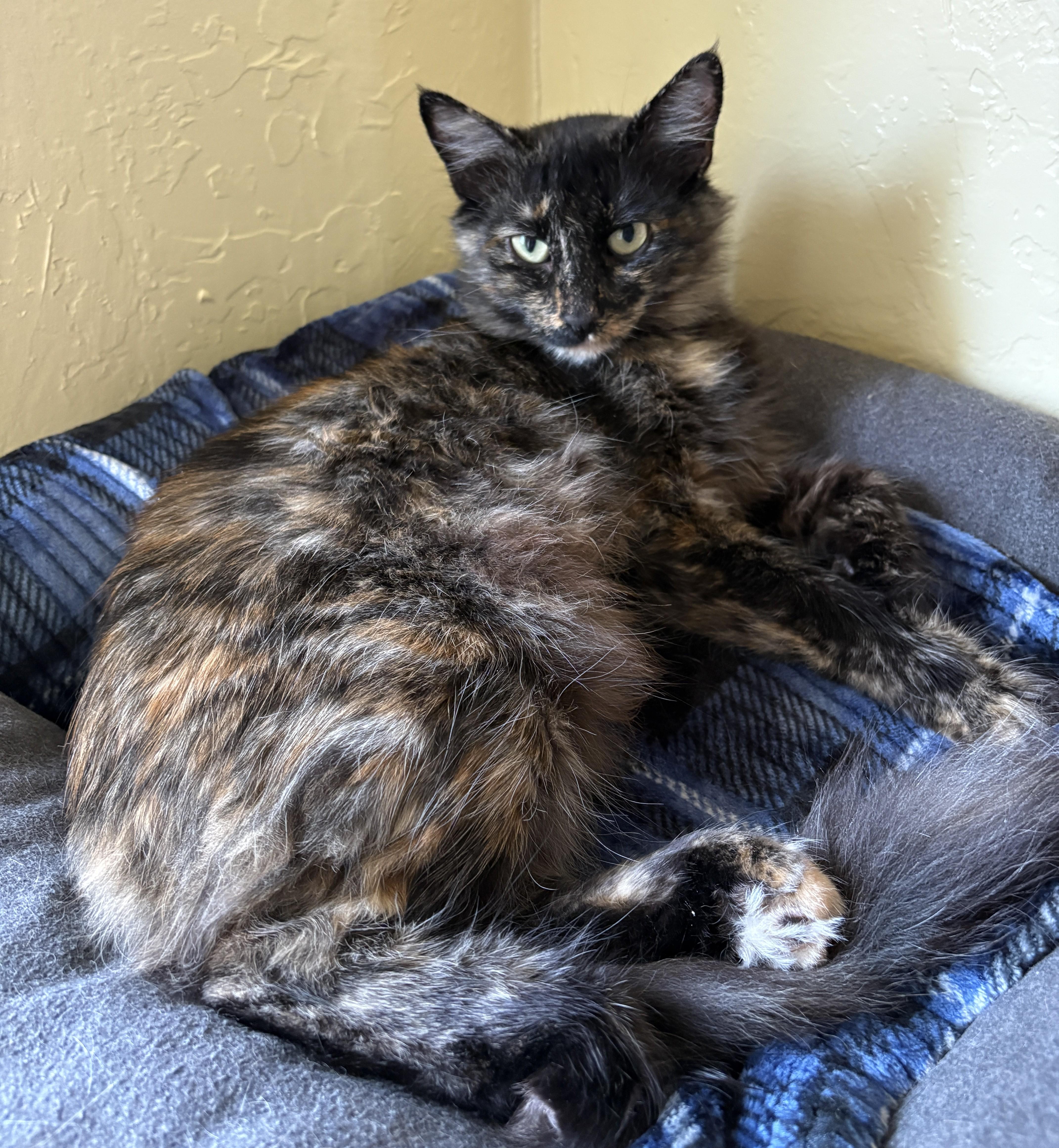 An adult medium-sized female Domestic Medium Hair cat named Cali for adoption in Prescott, AZ