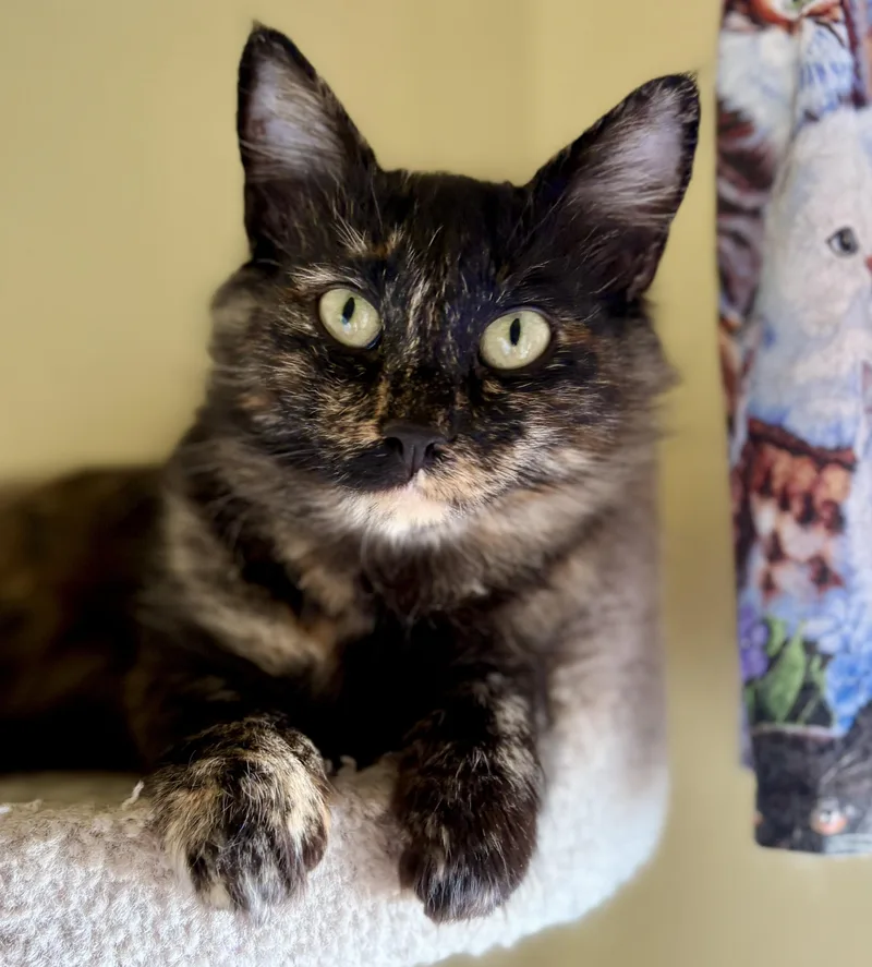 Cali thumbnail 2