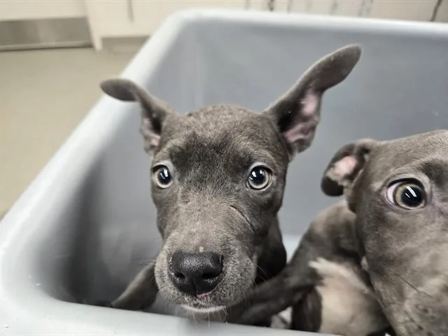 Whimsical Summer Day