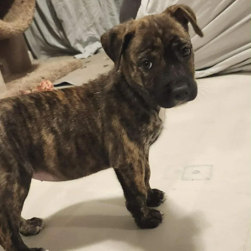 Viridian thumbnail 2