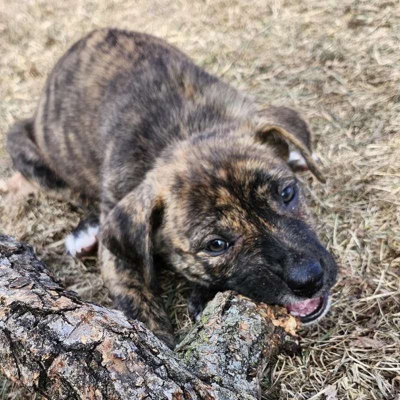 Viridian thumbnail 3