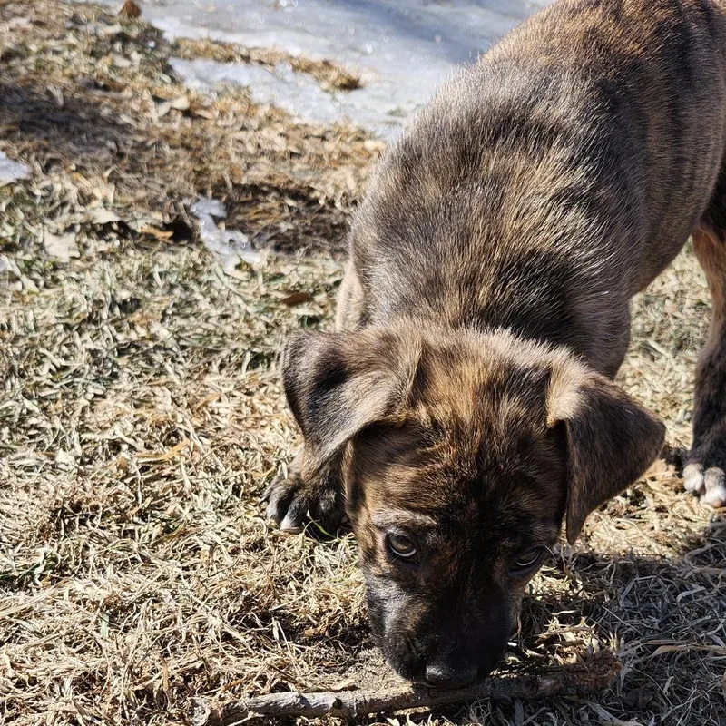 Viridian thumbnail 4