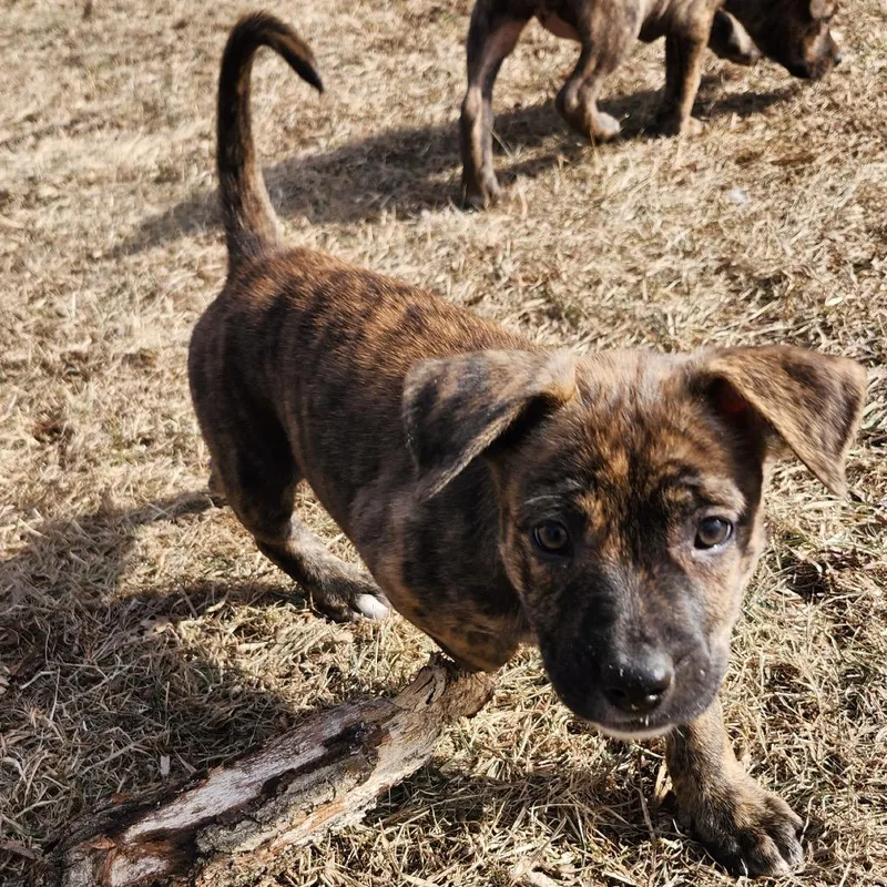 Viridian thumbnail 5