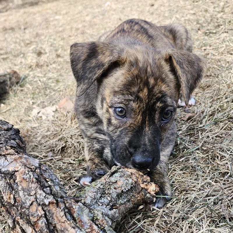 Viridian thumbnail 6