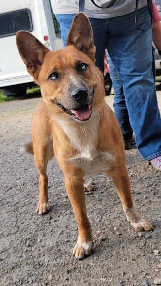 Koda