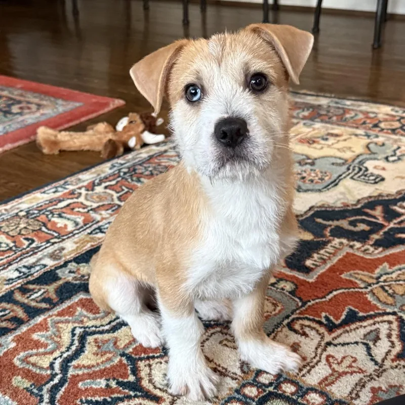 A baby small-sized male Yellow / Tan / Blond / Fawn Mixed Breed dog named Ahoy for adoption in Rockville, MD