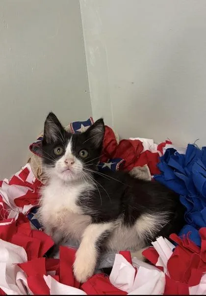 A baby medium-sized male Domestic Short Hair cat named Bramble for adoption in Picayune, MS