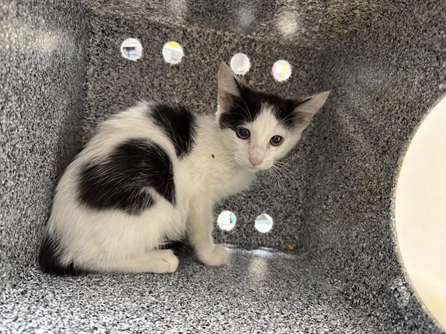 A baby small-sized male Domestic Short Hair cat named Kylo for adoption in Garland, TX