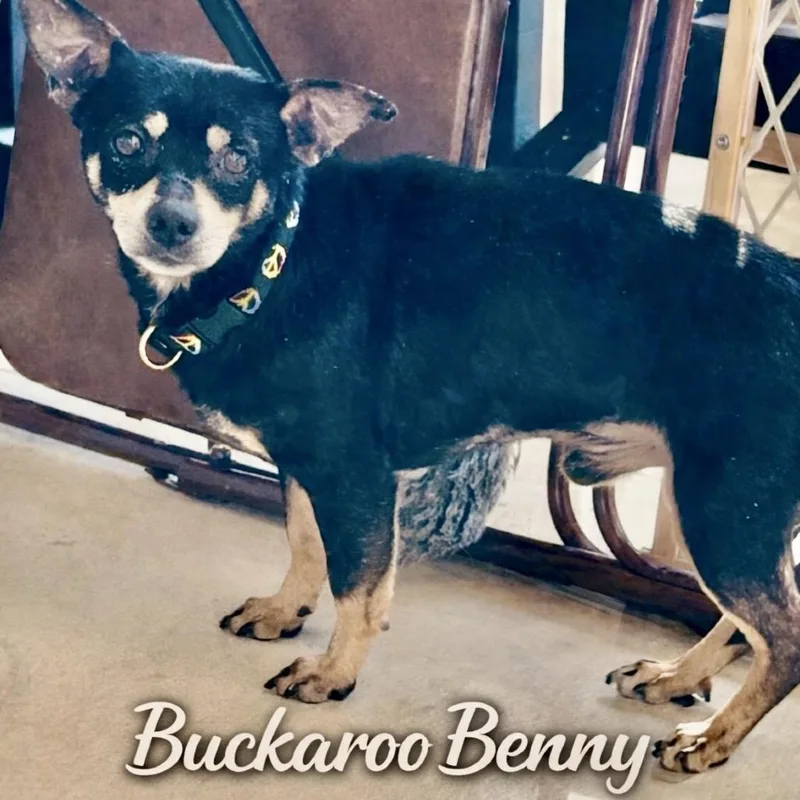 Buckaroo Benny