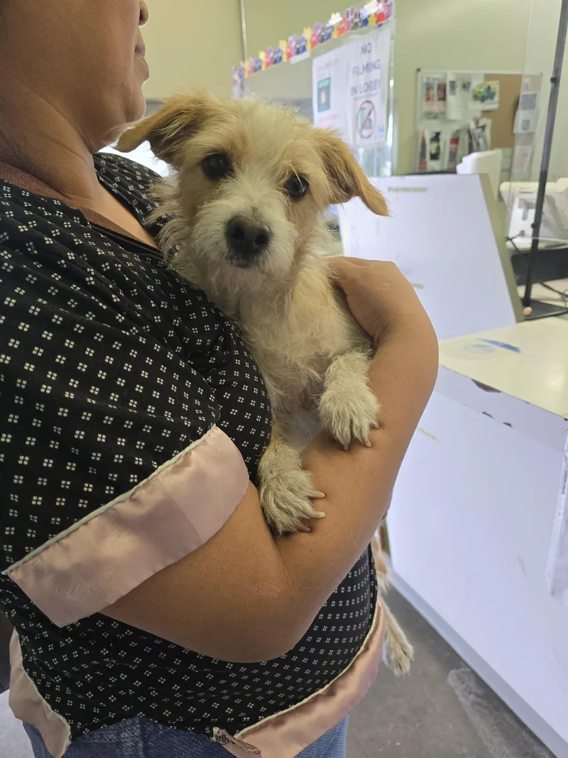 A young small-sized female Mixed Breed dog named Canela for adoption in Los Angeles, CA