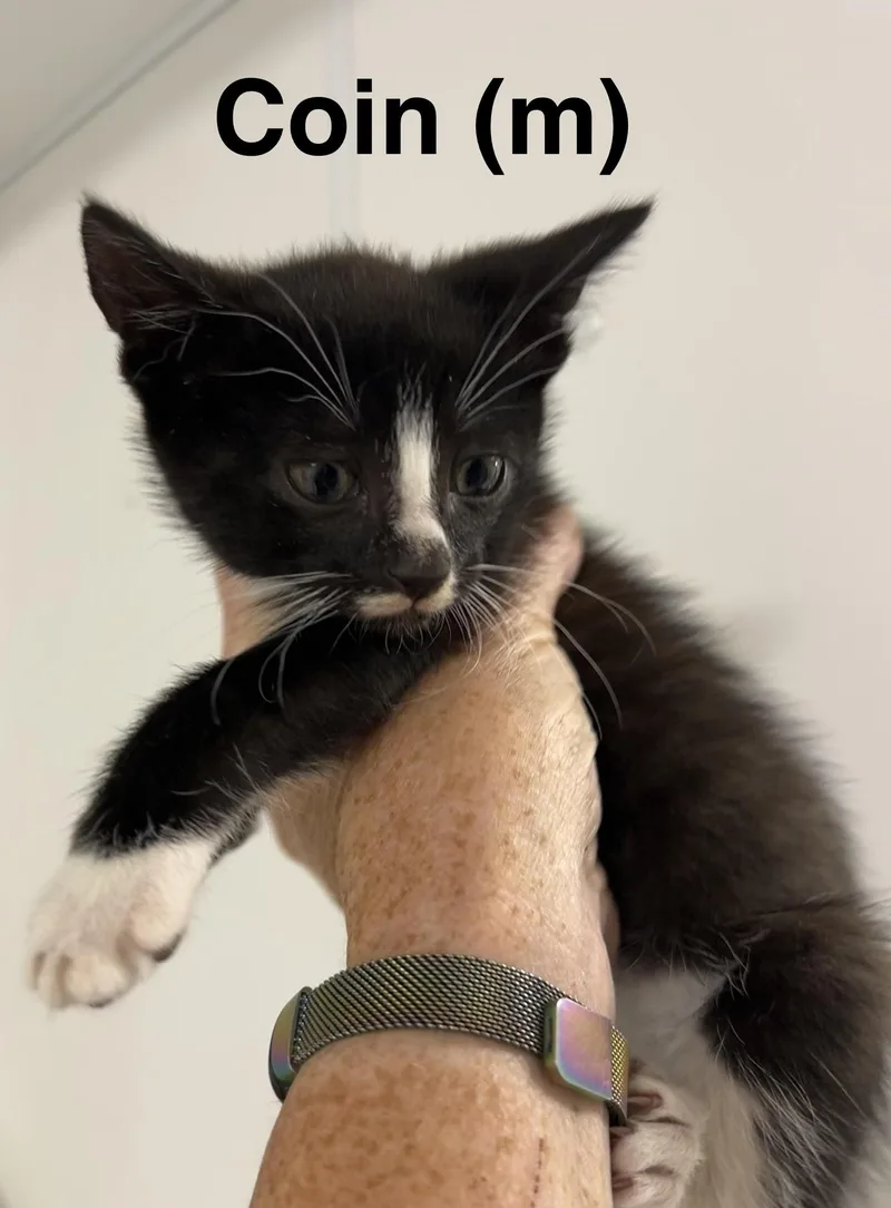 A baby medium-sized male Black & White / Tuxedo Domestic Short Hair cat named Coin for adoption in Saugerties, NY