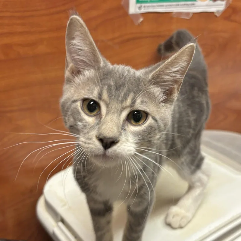A baby medium-sized male Domestic Short Hair cat named Marty for adoption in Sonora, CA