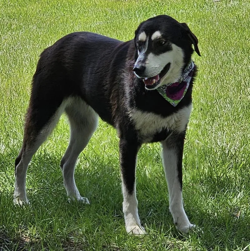 An adult large-sized female Black Great Pyrenees dog named Casey for adoption in Houston, TX