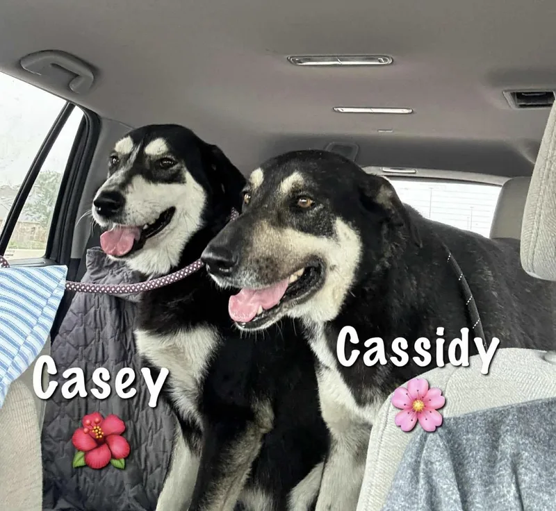Casey thumbnail 3