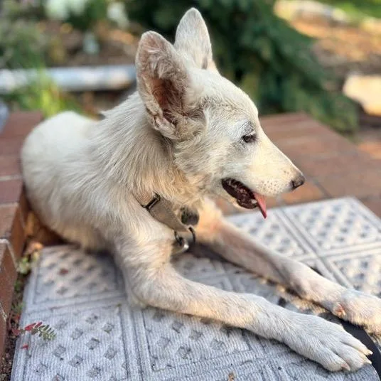 A young medium-sized female White / Cream Mixed Breed dog named Peachy for adoption in Buffalo, MN